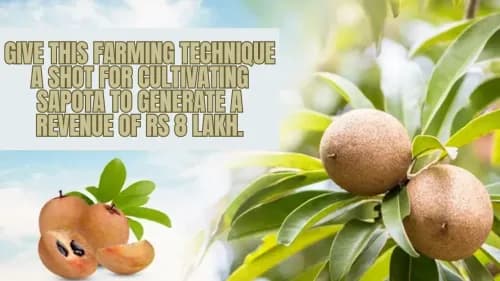 Give this farming technique a shot for cultivating Sapota to generate a revenue of Rs 8 Lakh Give this farming technique a shot for cultivating Sapota to generate a revenue of Rs 8 Lakh