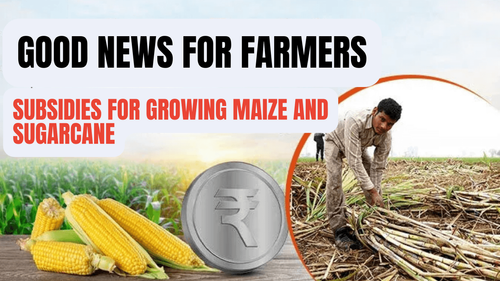 விவசாயிகளுக்கு நல்ல செய்தி: மக்காச்சோளம் மற்றும் கரும்பை வளர்ப்பதற்கான மானியங்கள் விவசாயிகளுக்கு நல்ல செய்தி: மக்காச்சோளம் மற்றும் கரும்பை வளர்ப்பதற்கான மானியங்கள்