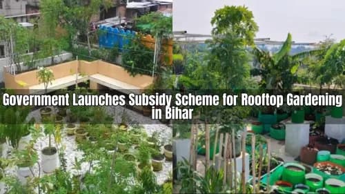 Government Launches Subsidy Scheme for Rooftop Gardening in Bihar Government Launches Subsidy Scheme for Rooftop Gardening in Bihar