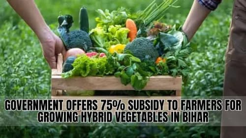 பீகாரில் கலப்பின காய்கறிகளை வளர்ப்பதற்கு விவசாயிகளுக்கு 75% மானியம் பீகாரில் கலப்பின காய்கறிகளை வளர்ப்பதற்கு விவசாயிகளுக்கு 75% மானியம்