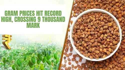 கிராம் விலை ரூ. 9000 மார்க் தாண்டி சாதனை அதிகமாக எட்டியது கிராம் விலை ரூ. 9000 மார்க் தாண்டி சாதனை அதிகமாக எட்டியது