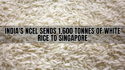 இந்தியாவின் NCEL 1,600 டன் வெள்ளை அரிசியை சிங்கப்பூருக்கு அனுப்புகிறது இந்தியாவின் NCEL 1,600 டன் வெள்ளை அரிசியை சிங்கப்பூருக்கு அனுப்புகிறது