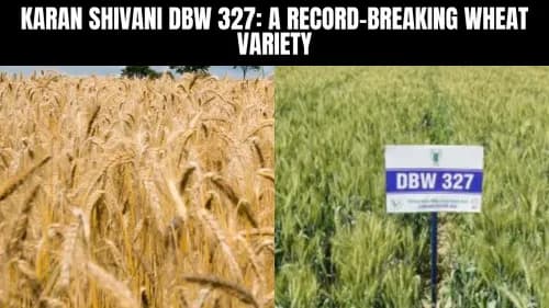 கரண் சிவானி டிபிடபிள்யூ 327: ரெக்கார்டை உடைக்கும் கோதுமை வகை கரண் சிவானி டிபிடபிள்யூ 327: ரெக்கார்டை உடைக்கும் கோதுமை வகை