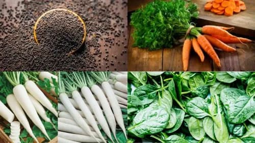கடுகு, கேரட், முள்ளங்கி மற்றும் கீரை: சிறந்த மகசூலுக்கு விவசாயிகள் இதைச் செய்யலாம் கடுகு, கேரட், முள்ளங்கி மற்றும் கீரை: சிறந்த மகசூலுக்கு விவசாயிகள் இதைச் செய்யலாம்
