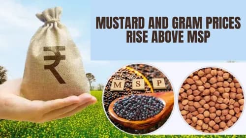 கடுகு மற்றும் கிராம் விலை எம்எஸ்பிக்கு மேல் உயர்ந்துள்ளது கடுகு மற்றும் கிராம் விலை எம்எஸ்பிக்கு மேல் உயர்ந்துள்ளது