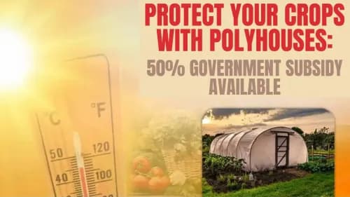 பாலிஹவுஸுடன் உங்கள் பயிர்களைப் பாதுகாக்கவும்: 50% அரசு மானியம் கிடைக்கும் பாலிஹவுஸுடன் உங்கள் பயிர்களைப் பாதுகாக்கவும்: 50% அரசு மானியம் கிடைக்கும்