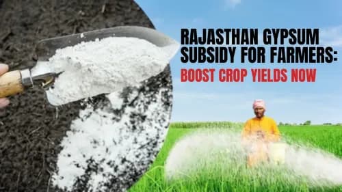 Rajasthan Government Offers Gypsum Subsidy for Farmers: Boost Crop Yields Now Rajasthan Government Offers Gypsum Subsidy for Farmers: Boost Crop Yields Now