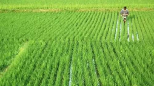 விதைக்கும் பகுதி 109.23 மில்லியன் ஹெக்டேர் எட்டுகிறது: இது பம்பர் அறுவடைக்கு வழிவகுக்கும்? விதைக்கும் பகுதி 109.23 மில்லியன் ஹெக்டேர் எட்டுகிறது: இது பம்பர் அறுவடைக்கு வழிவகுக்கும்?