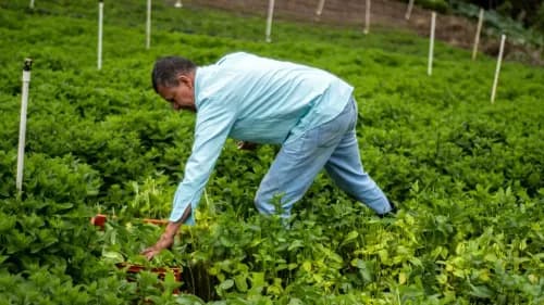 Top 10 Fastest Growing Cash Crops to Maximize Profits on Your Farm Top 10 Fastest Growing Cash Crops to Maximize Profits on Your Farm