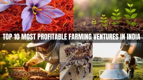 Top 10 Most Profitable Farming Ventures in India Top 10 Most Profitable Farming Ventures in India