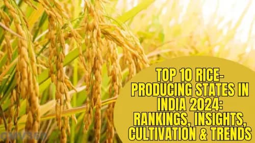 Top 10 Rice-Producing States in India 2024: Rankings, Insights, Cultivation & Trends Top 10 Rice-Producing States in India 2024: Rankings, Insights, Cultivation & Trends
