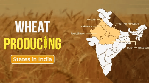 Exploring the Top 10 Wheat Producing States in India 2024 Exploring the Top 10 Wheat Producing States in India 2024