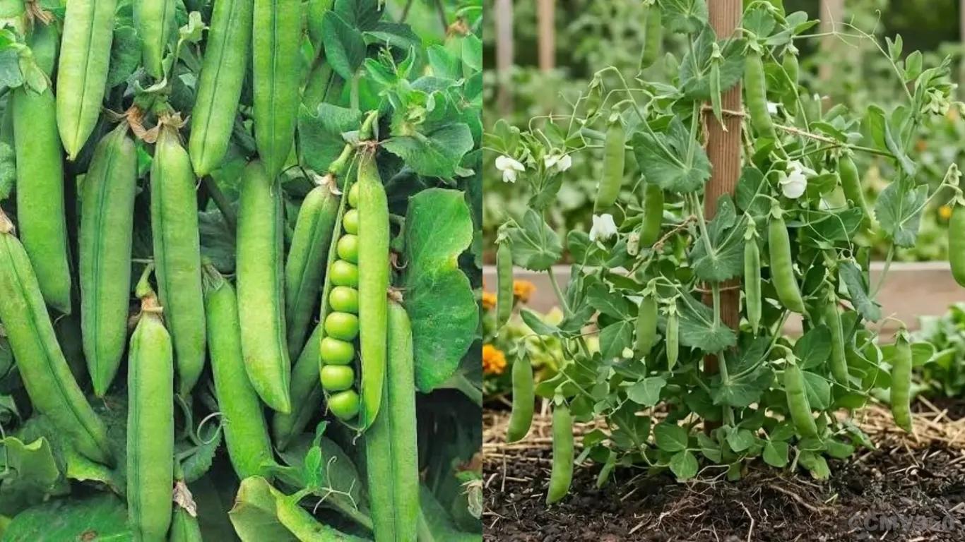 Green Peas Green Peas