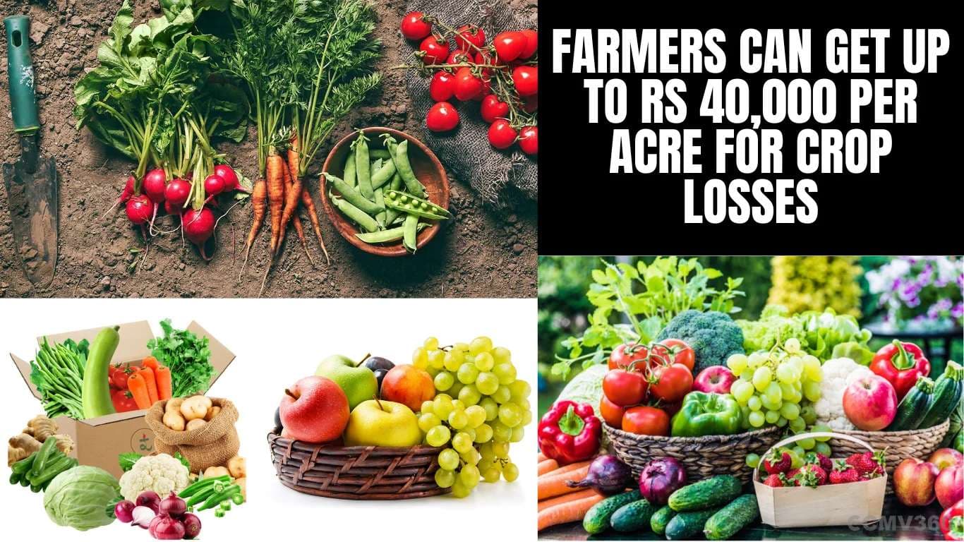 பயிர் இழப்புக்காக விவசாயிகள் ஏக்கருக்கு ரூபாய் 40,000 வரை பெற முடியும் Farmers Can Get Up to Rs 40,000 Per Acre for Crop Losses.webp