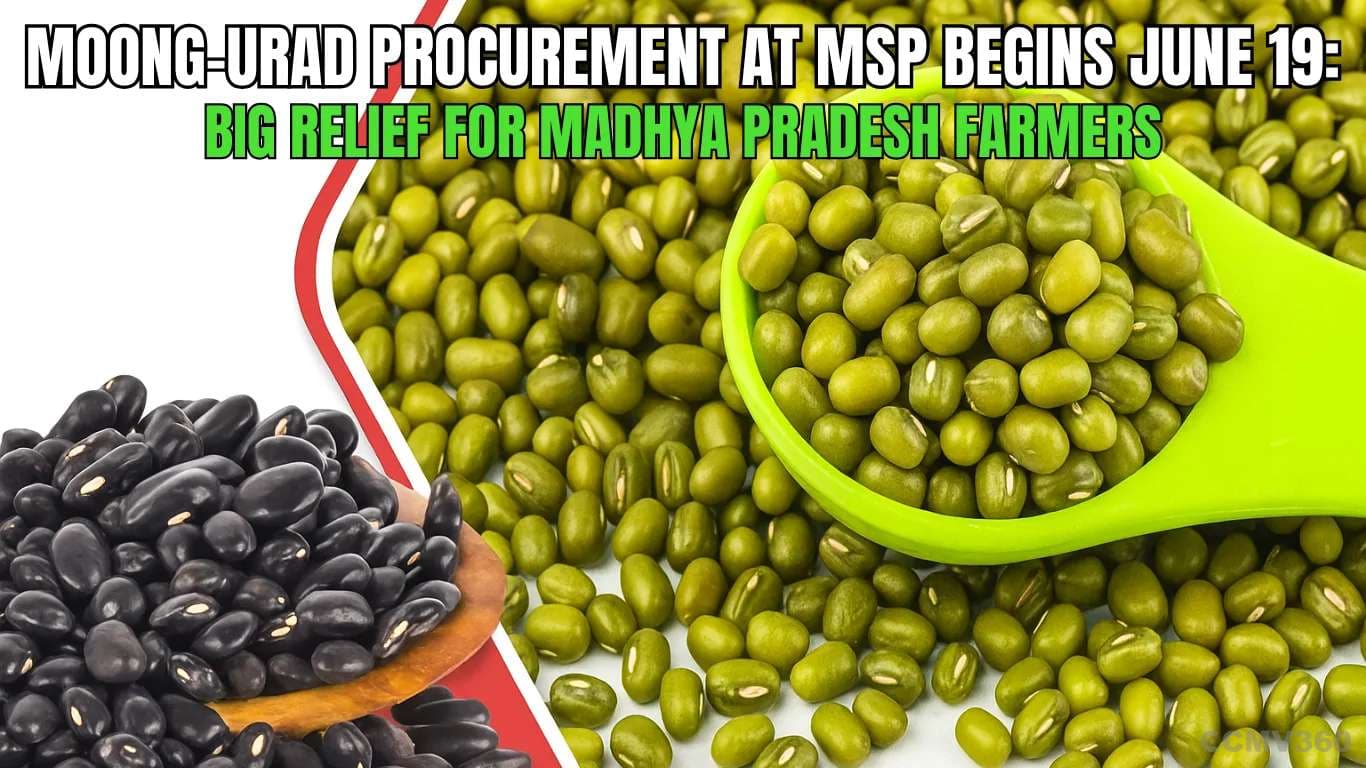 Moong-Urad Procurement at MSP Begins June 19 Big Relief for Madhya Pradesh Farmers.webp Moong-Urad Procurement at MSP Begins June 19 Big Relief for Madhya Pradesh Farmers.webp