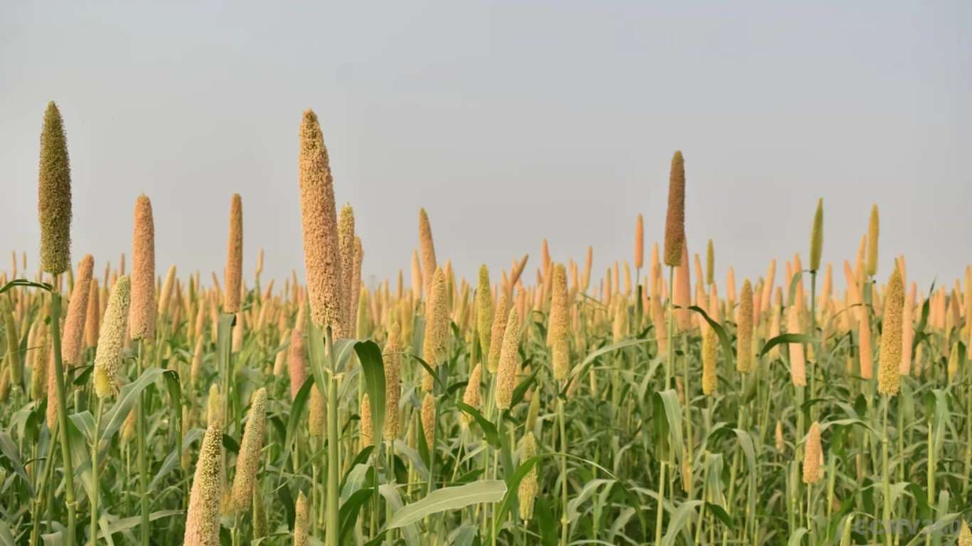 Millet Farming in India: Key Facts, Production, and Profitability Millet Farming in India: Key Facts, Production, and Profitability
