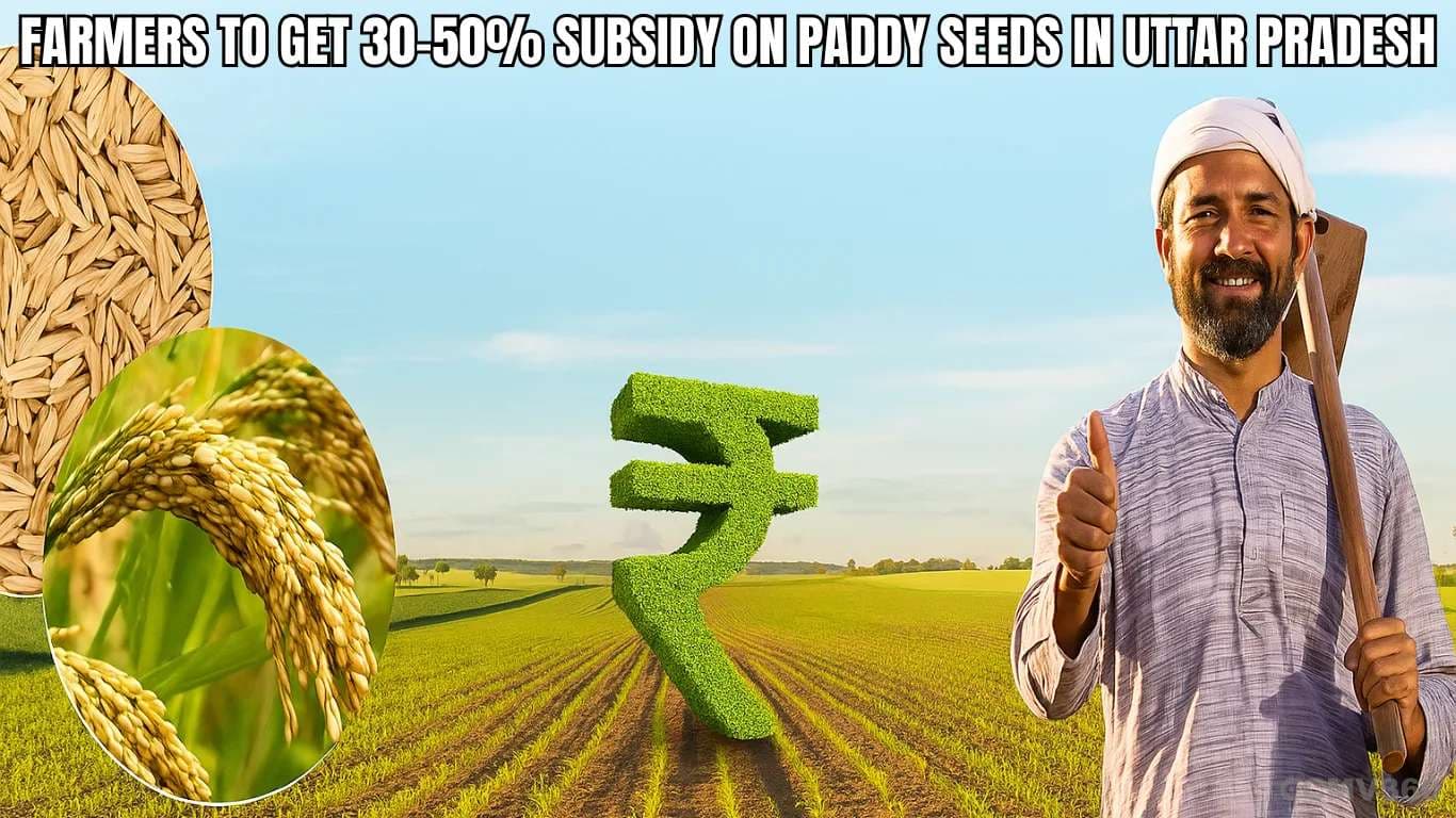 Farmers to Get 30-50% Subsidy on Paddy Seeds in Uttar Pradesh Farmers to Get 30-50% Subsidy on Paddy Seeds in Uttar Pradesh.webp