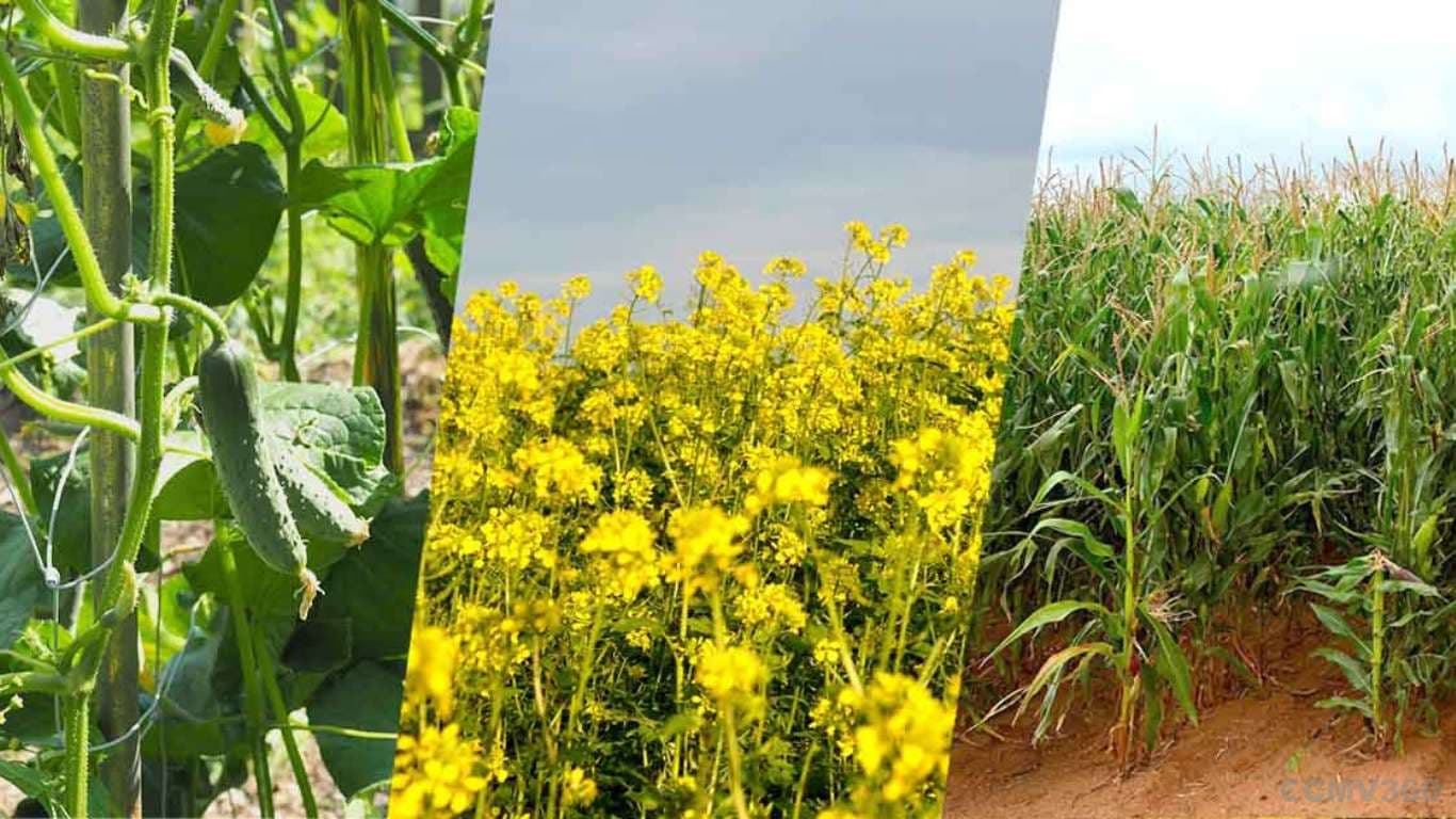 Understanding Kharif, Rabi, and Zaid Crop Seasons in India Understanding Kharif, Rabi, and Zaid Crop Seasons in India