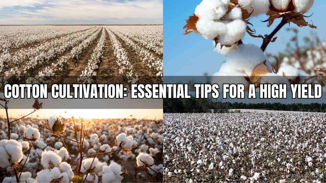 பருத்தி சாகுபடி: அதிக மகசூலுக்கான அத்தியாவசிய Cotton Cultivation Essential Tips for a High Yield.webp