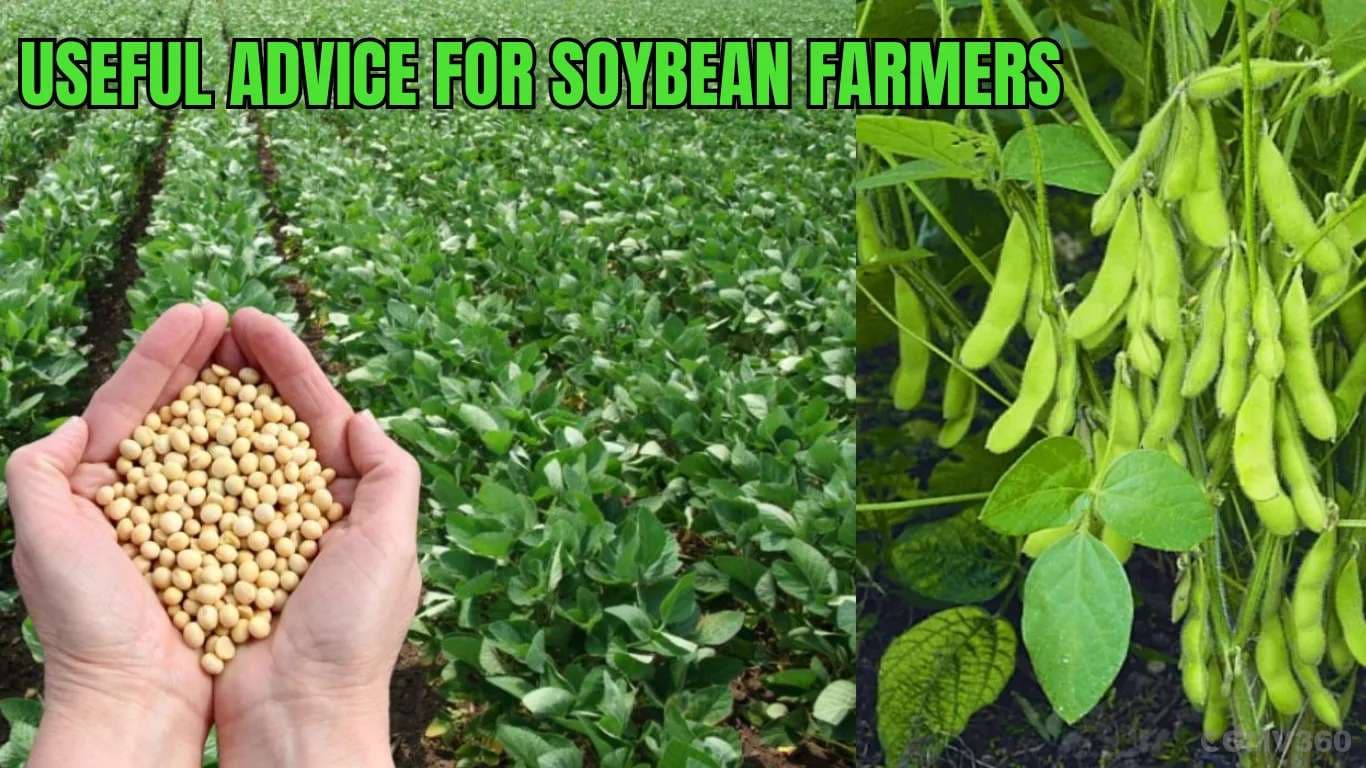 Useful Advice for Soybean Farmers: Right Sowing Time, Best Varieties, and Complete Cultivation Guide Useful Advice for Soybean Farmers.webp