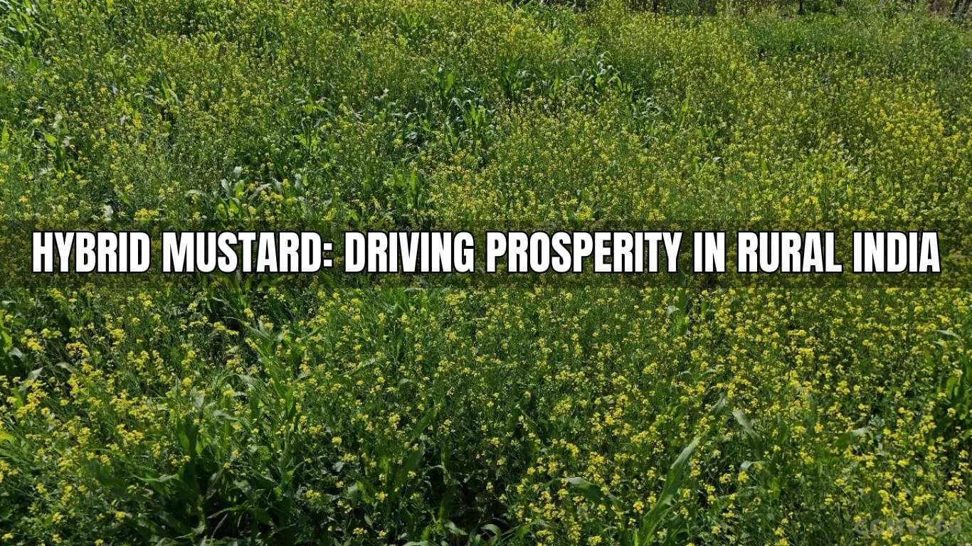 Hybrid Mustard: Driving Prosperity in Rural India Hybrid Mustard Driving Prosperity in Rural India.webp