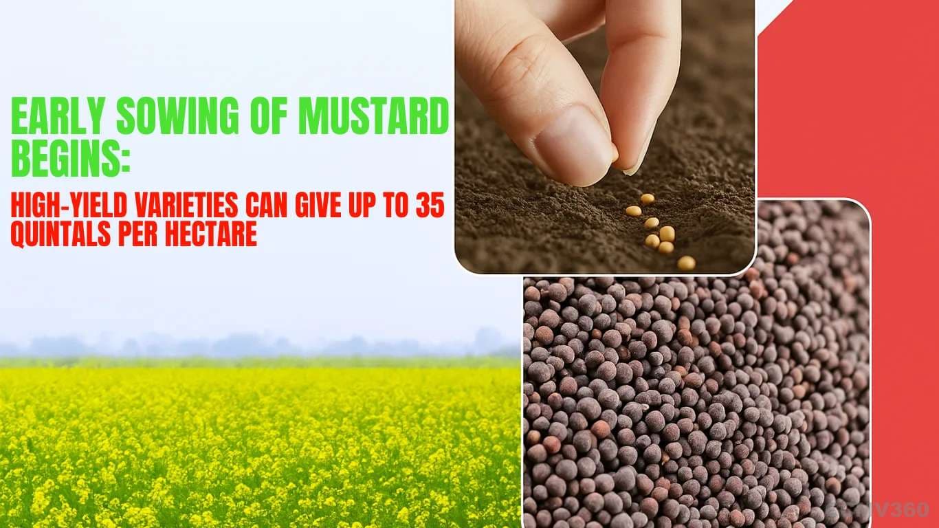 Early Sowing of Mustard Begins: High-Yield Varieties Can Give Up to 35 Quintals Per Hectare Early Mustard Sowing Begins with IARI Improved Varieties