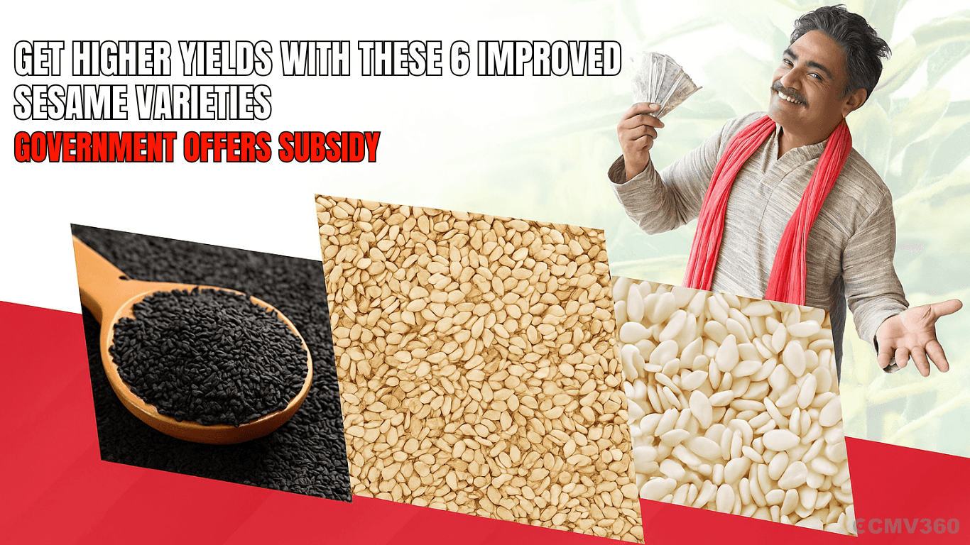 Get Higher Yields with These 6 Improved Sesame Varieties: Government Offers Subsidy Get Higher Yields with These 6 Improved Sesame Varieties Government Offers Subsidy.png