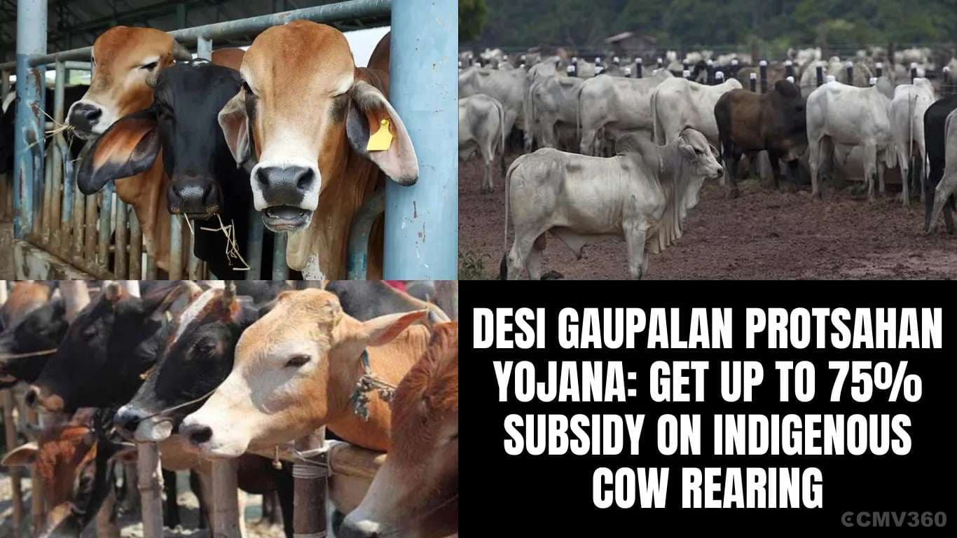 தேசி கௌபாலன் புரோசாஹன் யோஜனா: சுதேச பசு வளர்ப்புக்கு 75% வரை மானியத்தைப் பெறுங்கள் Desi Gaupalan Protsahan Yojana Get Up to 75% Subsidy on Indigenous Cow Rearing.webp