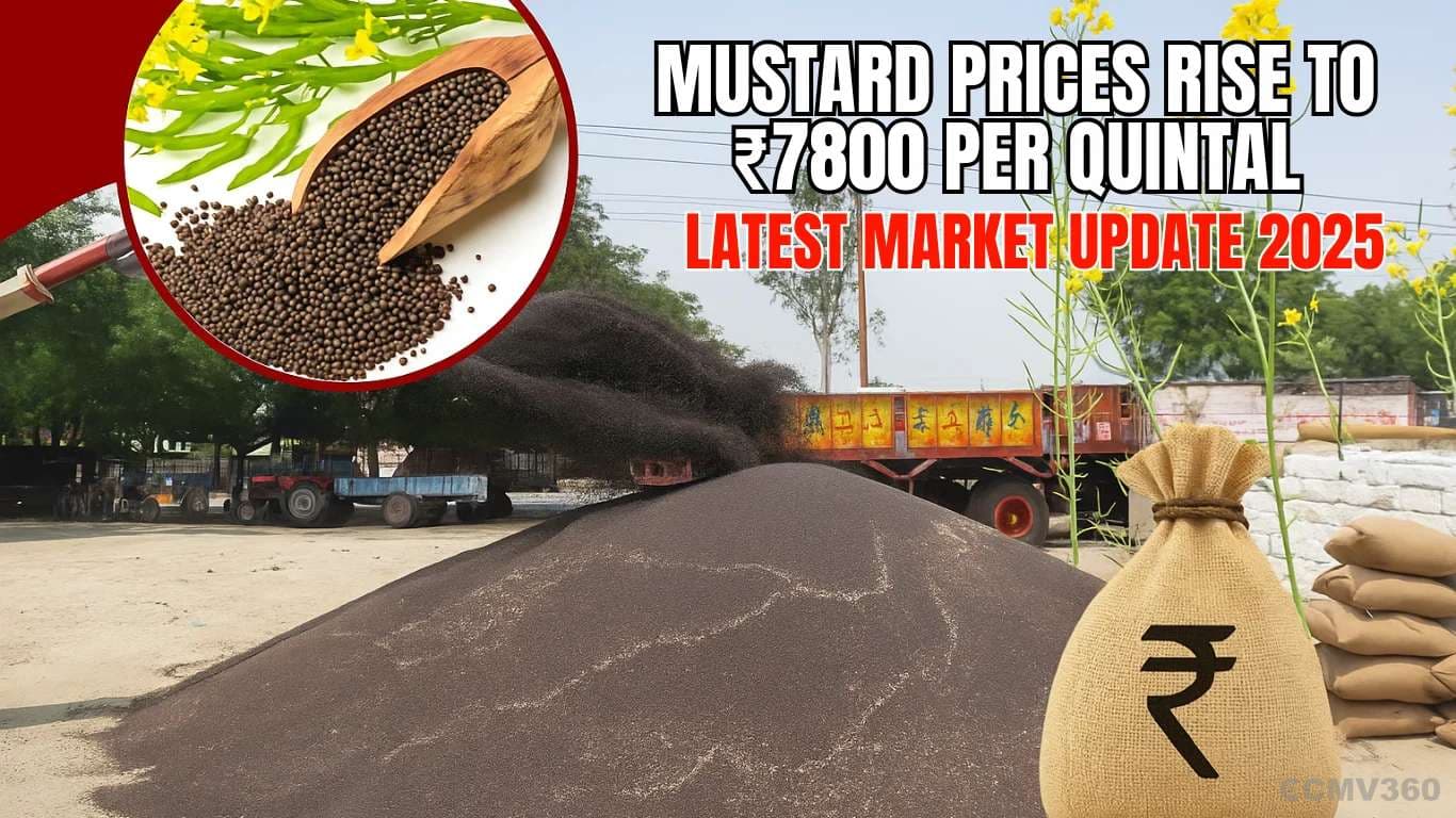 Mustard Prices Rise to ₹7800 Per Quintal: Latest Market Update 2025 Mustard Prices Rise to â¹7800 Per Quintal Latest Market Update 2025.webp