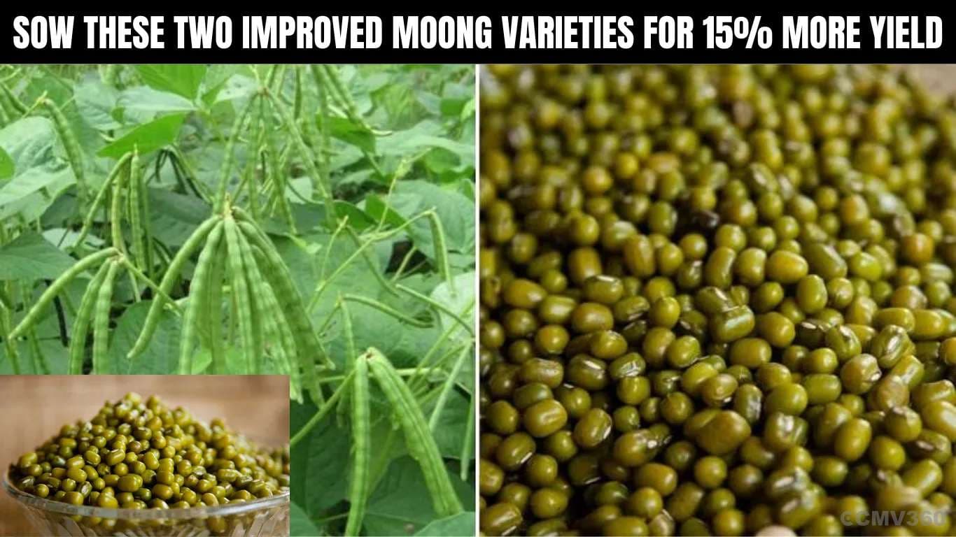 15% அதிக மகசூலுக்கு இந்த இரண்டு மேம்பட்ட மூங் வகைகளை விதைக்கவும் Sow These Two Improved Moong Varieties for 15% More Yield.webp