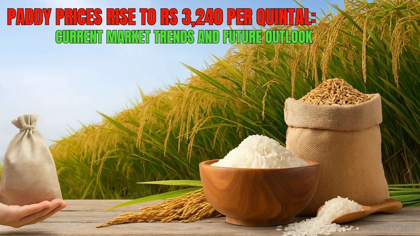 Paddy Prices Rise to Rs 3,240 per Quintal: Current Market Trends and Future Outlook Paddy Prices Rise to Rs 3,240 per Quintal: Current Market Trends and Future Outlook