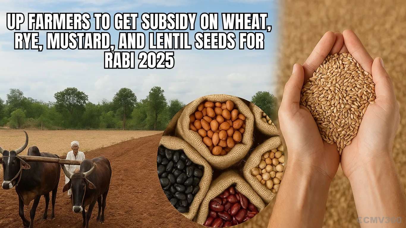 UP Farmers to Get Subsidy on Wheat, Rye, Mustard, and Lentil Seeds for Rabi 2025 UP Farmers to Get Subsidy on Wheat, Rye, Mustard, and Lentil Seeds for Rabi 2025.webp