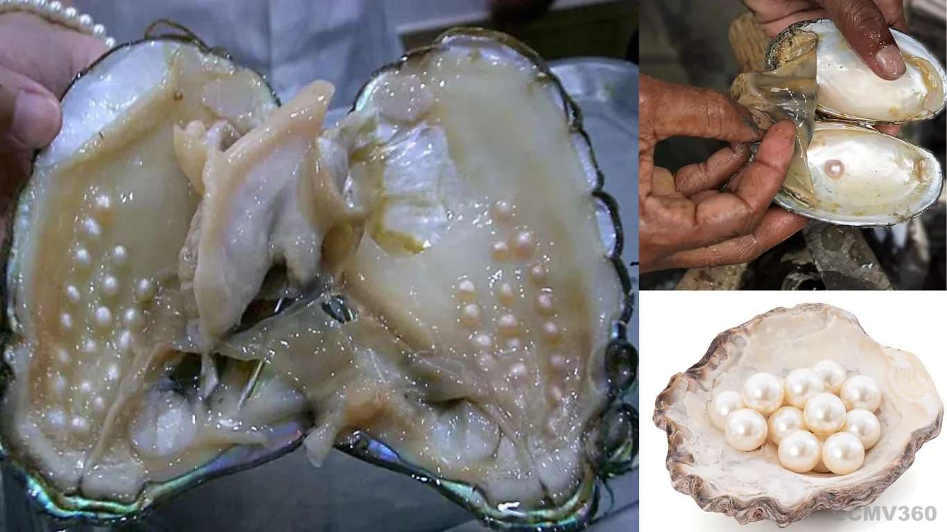 Pearl Farming in India: Investment, Process, and Profit Potential Explained Pearl Farming in India: Investment, Process, and Profit Potential Explained