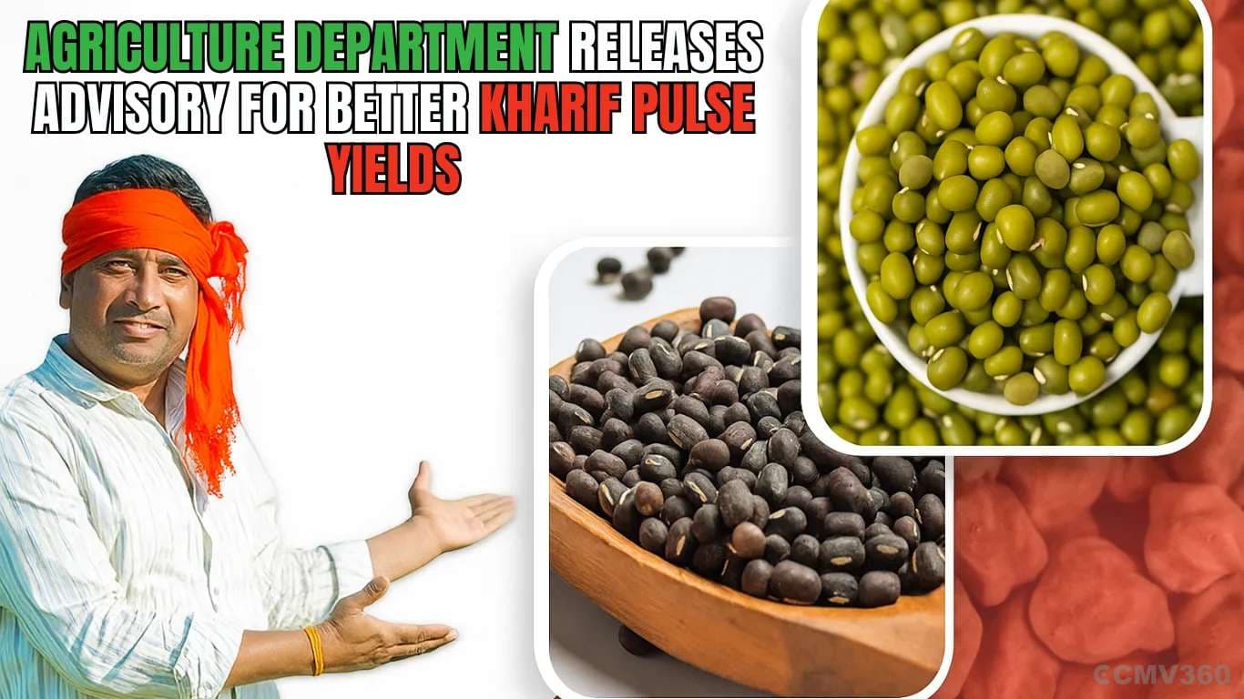 Agriculture Department Releases Advisory for Better Kharif Pulse Yields Agriculture Department Releases Advisory for Better Kharif Pulse Yields.webp