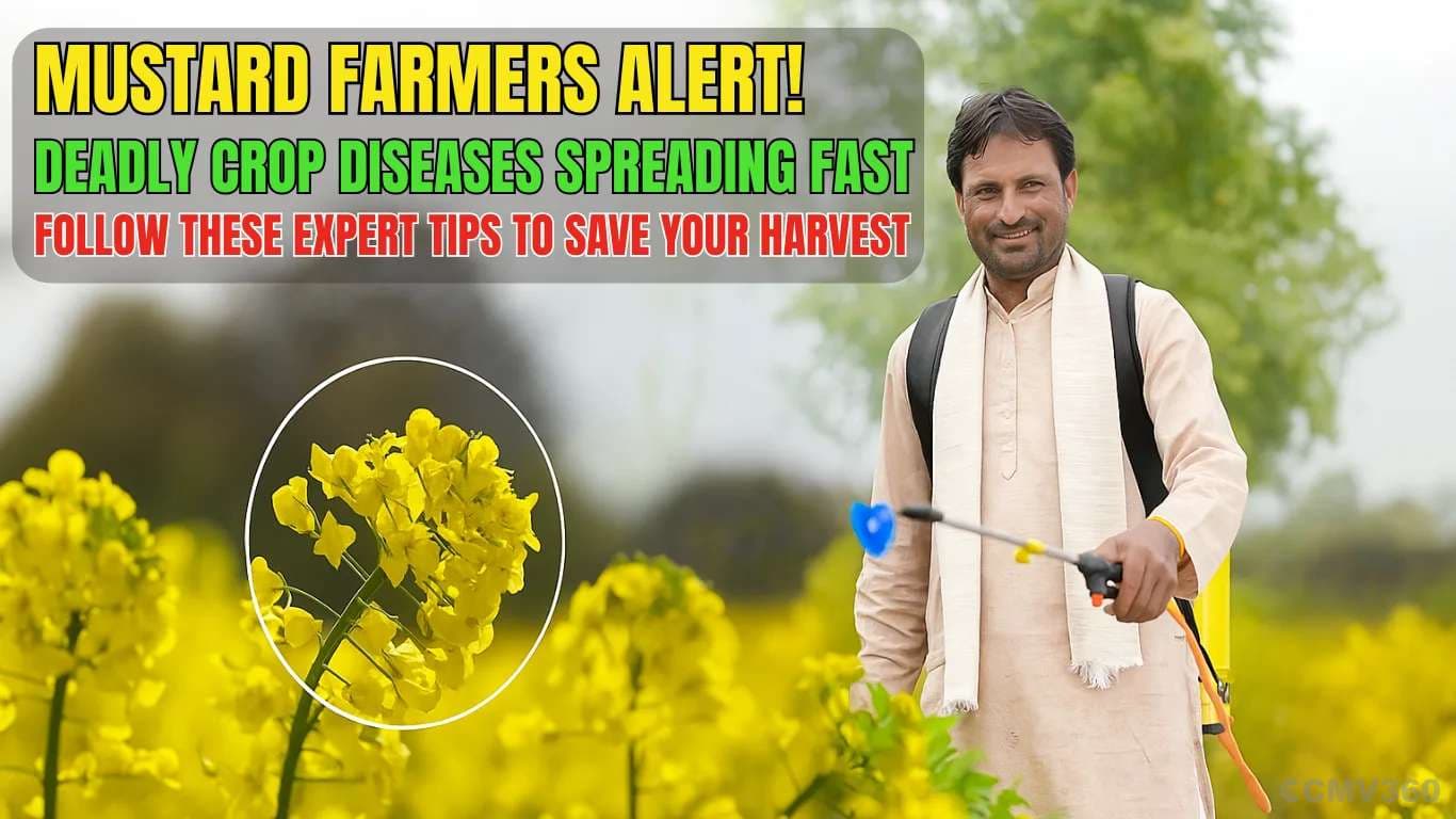 Mustard Farmers Alert! Deadly Crop Diseases Spreading Fast — Follow These Expert Tips to Save Your Harvest Mustard Farmers Alert! Deadly Crop Diseases Spreading Fast — Follow These Expert Tips to Save Your Harvest