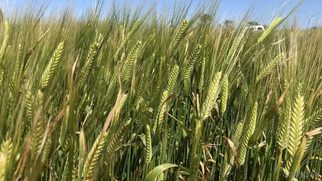 Barley Barley