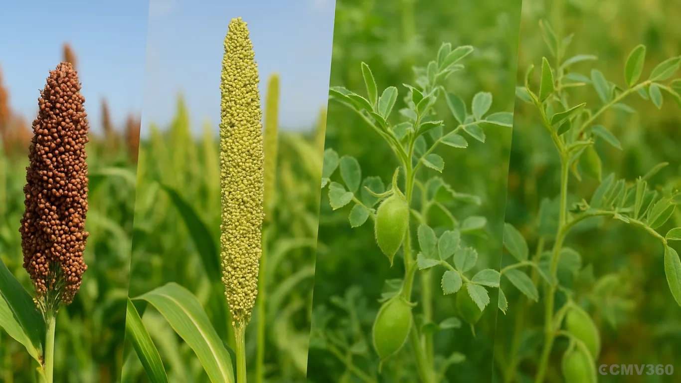 HAU Develops 5 New Improved Crop Varieties for Higher Yield HAU Develops 5 New Improved Crop Varieties for Higher Yield.webp