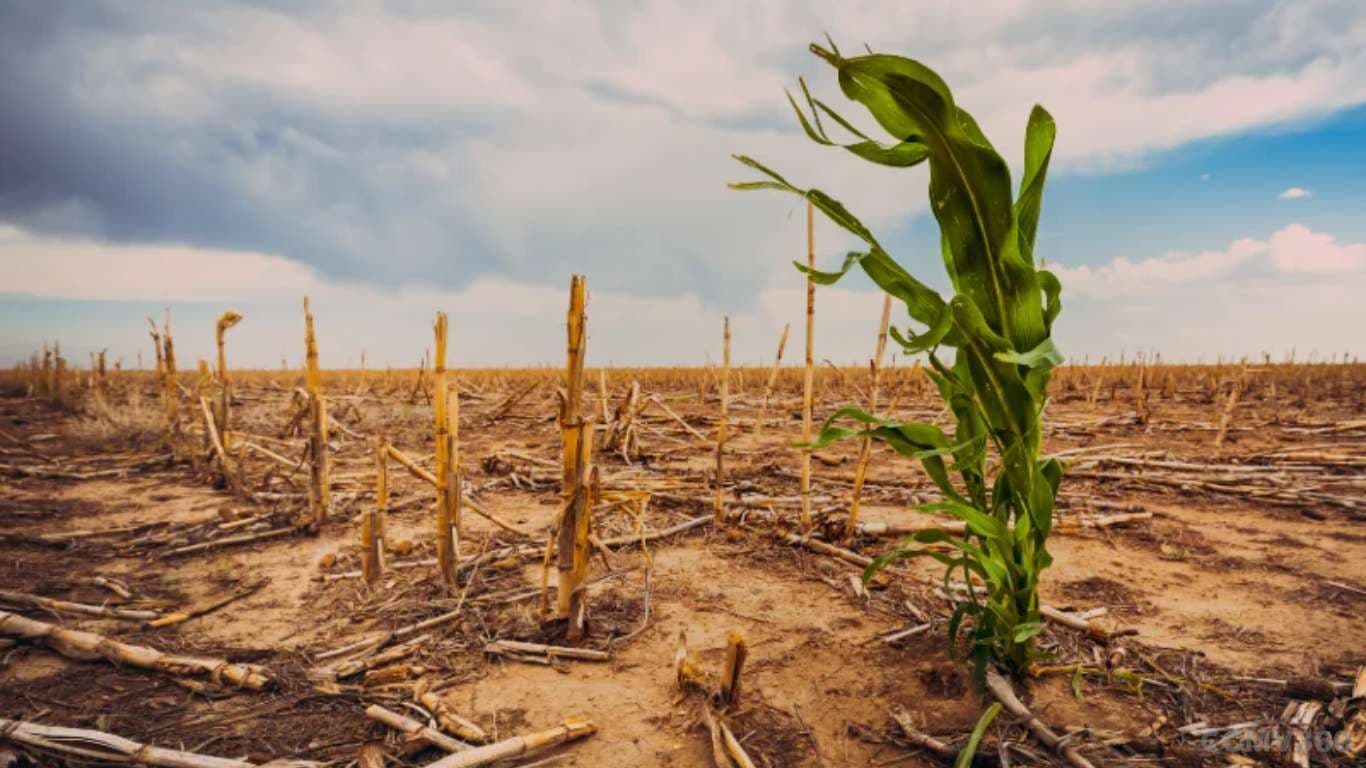 Climate Change Threatens Indian Agriculture with Reduced Yields and Food Security Risks Climate Change Threatens Indian Agriculture with Reduced Yields and Food Security Risks