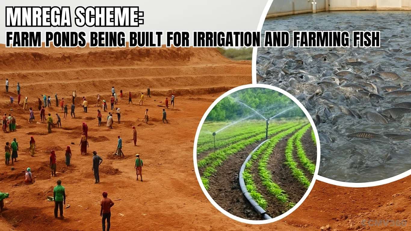 MNREGA Scheme Farm Ponds Being Built for Irrigation and Farming Fish (1).webp MNREGA Scheme Farm Ponds Being Built for Irrigation and Farming Fish (1).webp