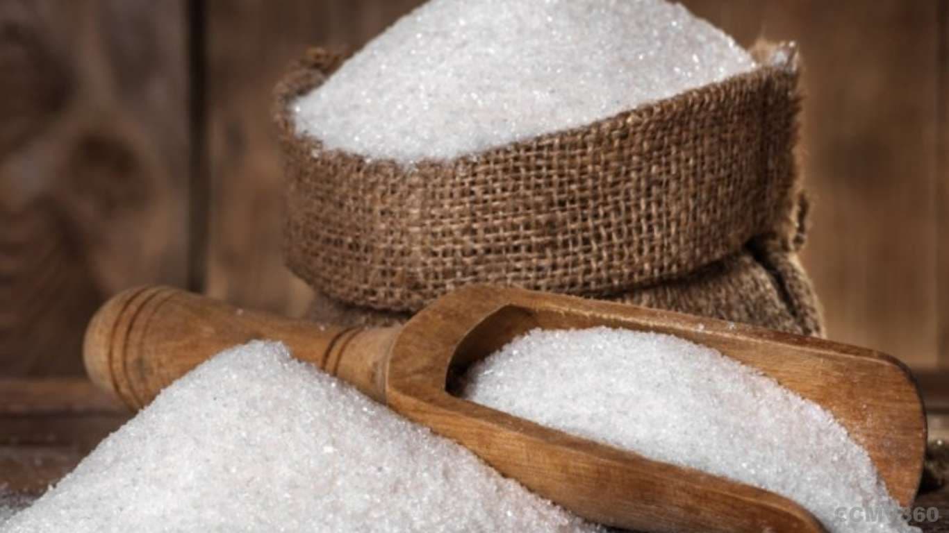 साखर निर्यात बंदी महाराष्ट्र शेत Sugar Export Ban Impacts Maharashtra Farmers and Sugar Industry