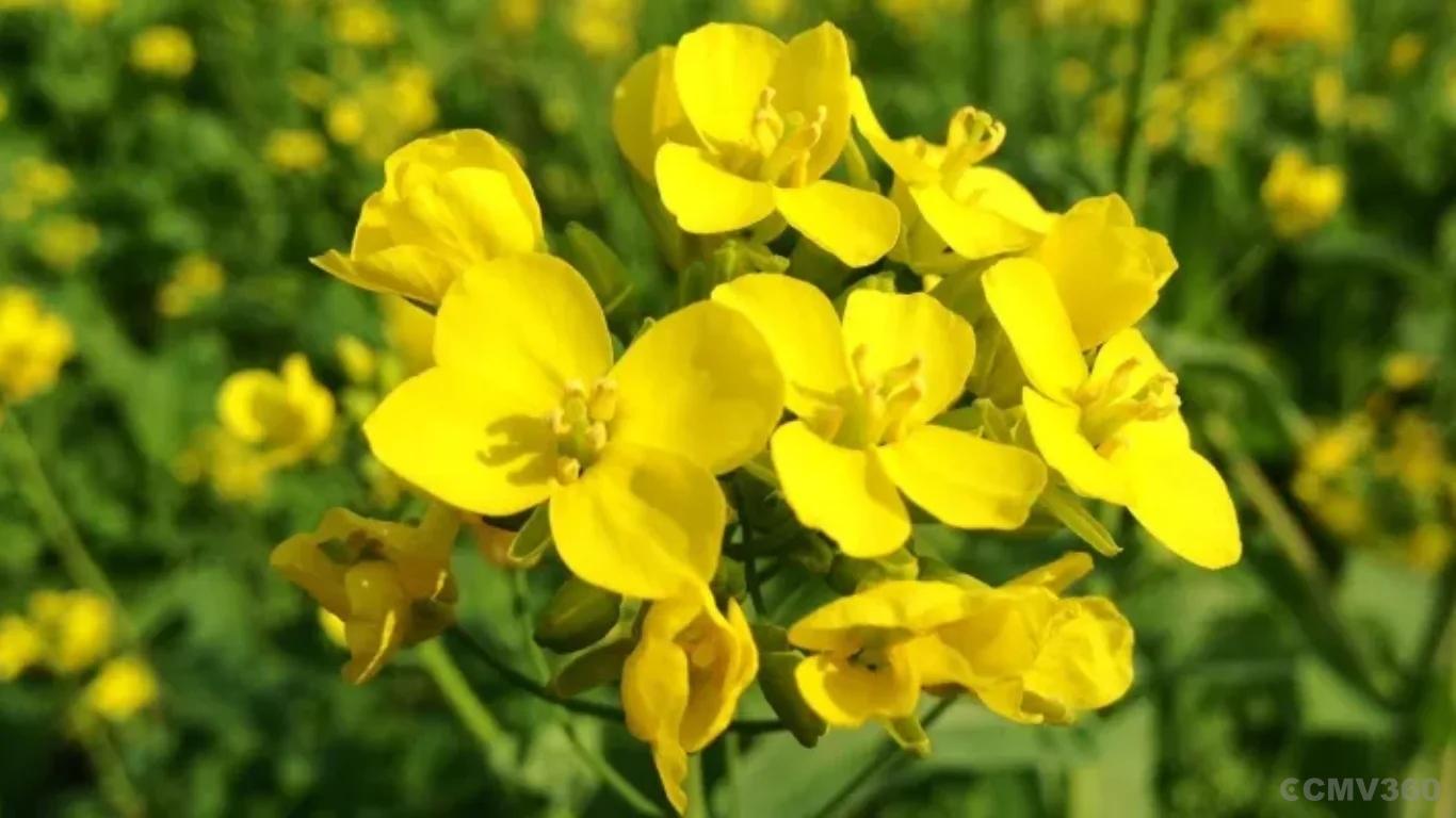 Mustard Mustard