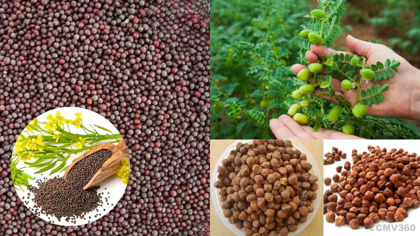 ஏப்ரல் 1 முதல் கடுகு மற்றும் கிராமத்திற்கான MSP பதிவு செய்யத் தொடங்கும் ராஜஸ்தான் Rajasthan to Start MSP Registration for Mustard and Gram from April 1.webp