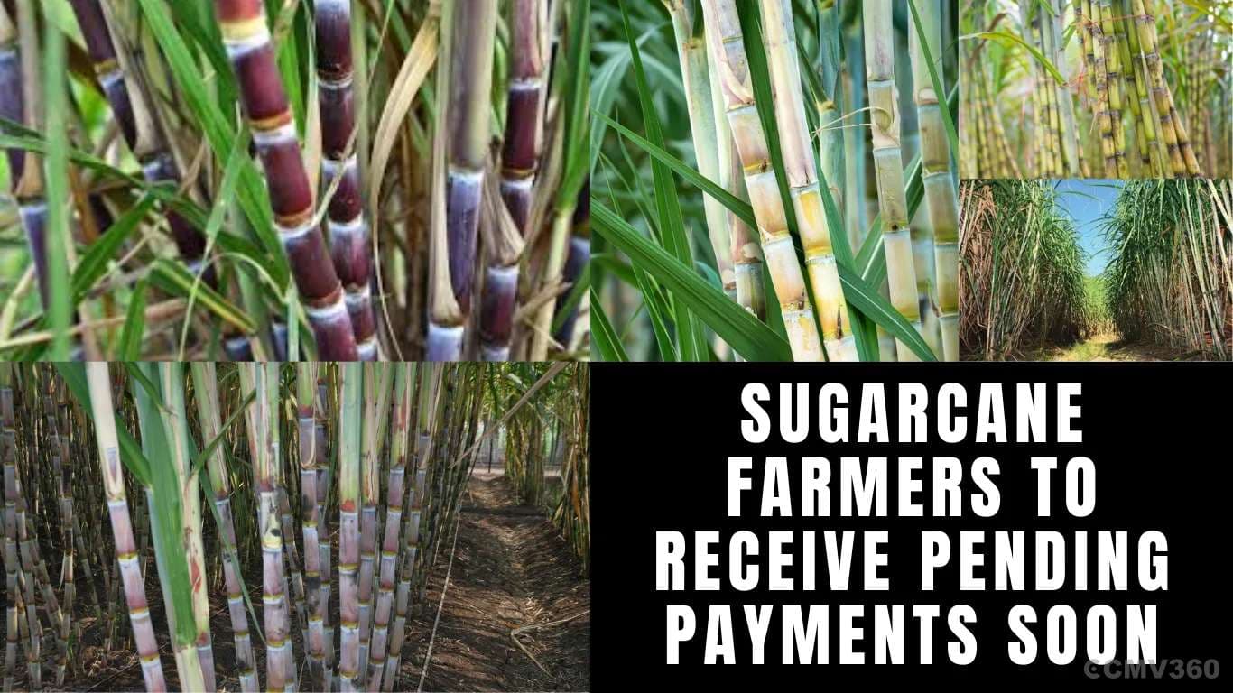 கரும்பு விவசாயிகள் விரைவில் நிலுவையில் உள்ள பணம் பெறுவ Sugarcane Farmers to Receive Pending Payments Soon.webp