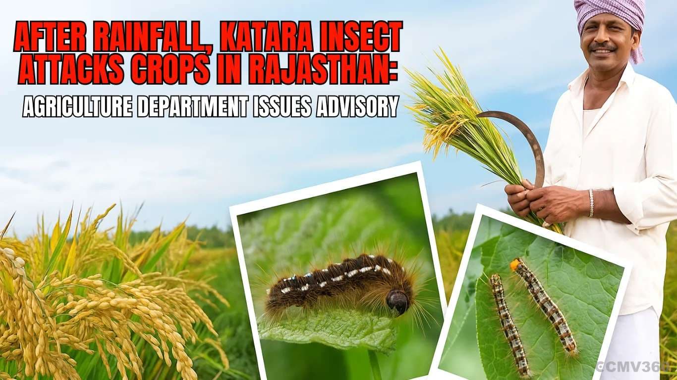 After Rainfall, Katara Insect Attacks Crops in Rajasthan: Agriculture Department Issues Advisory After Rainfall, Katara Insect Attacks Crops in Rajasthan.webp