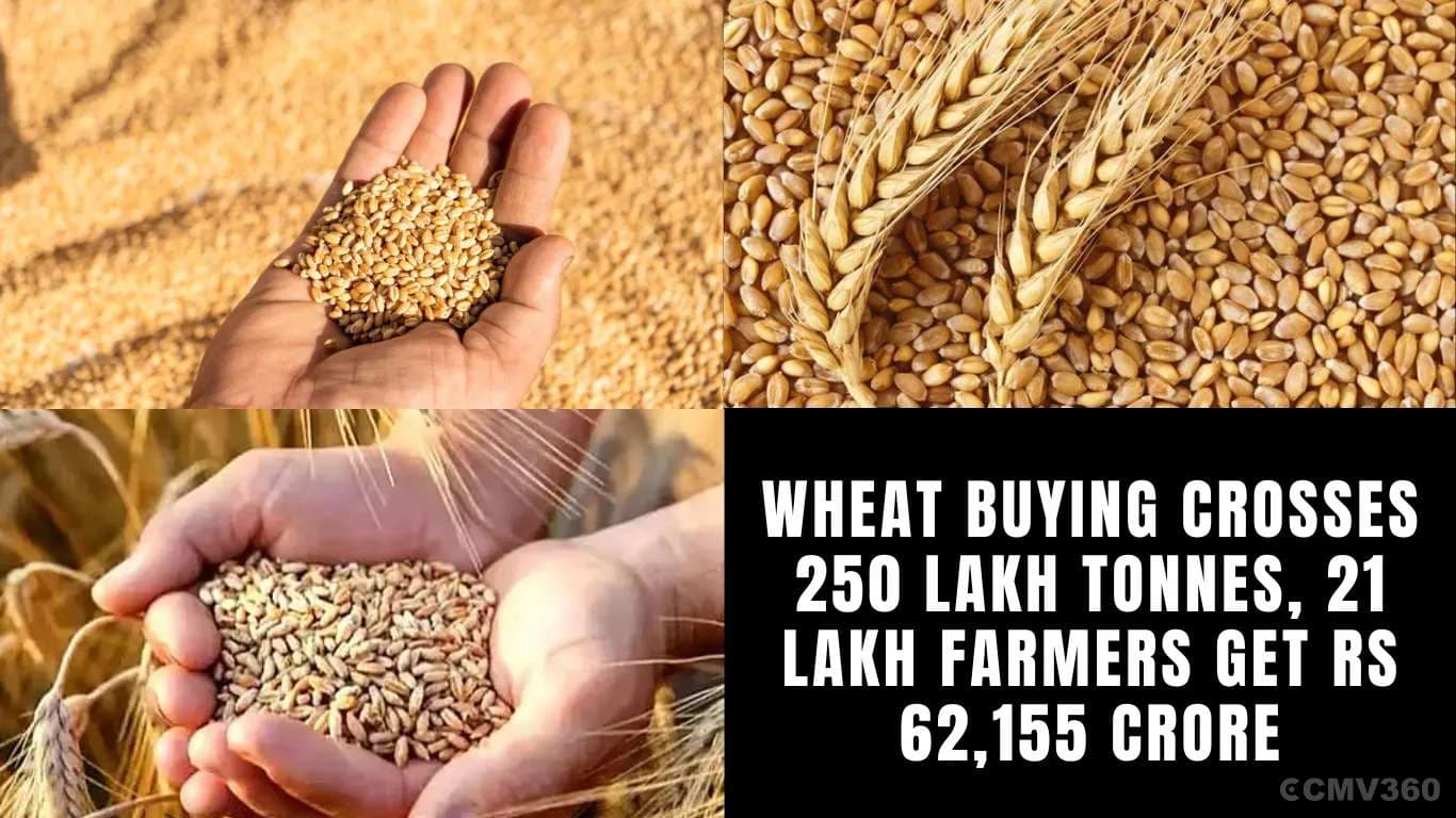 கோதுமை வாங்குவது 250 லட்சம் டன் தாண்டியது, 21 லட்சம் விவசாயிகளுக்கு ரூ.62,155 கோடி Wheat Buying Crosses 250 Lakh Tonnes, 21 Lakh Farmers Get Rs 62,155 Crore.webp