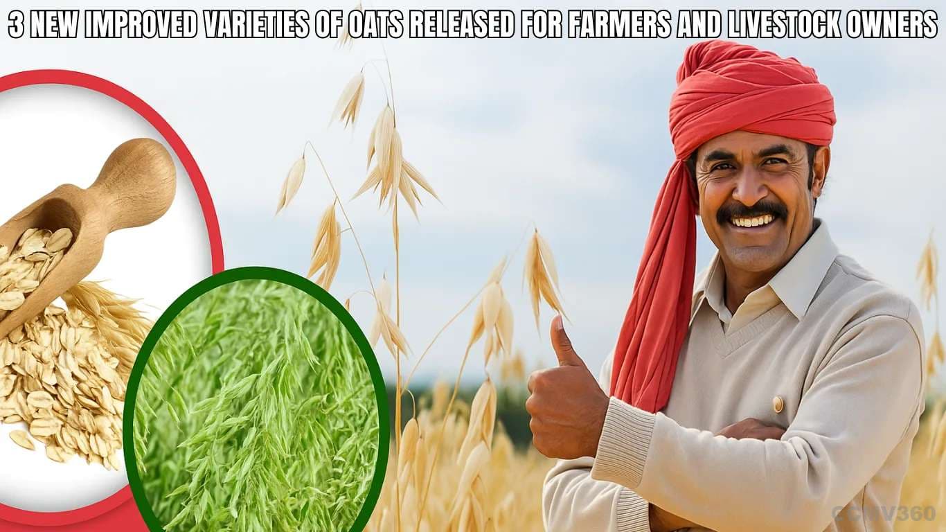3 New Improved Varieties of Oats Released for Farmers and Livestock Owners 3 New Improved Varieties of Oats Released for Farmers and Livestock Owners.webp