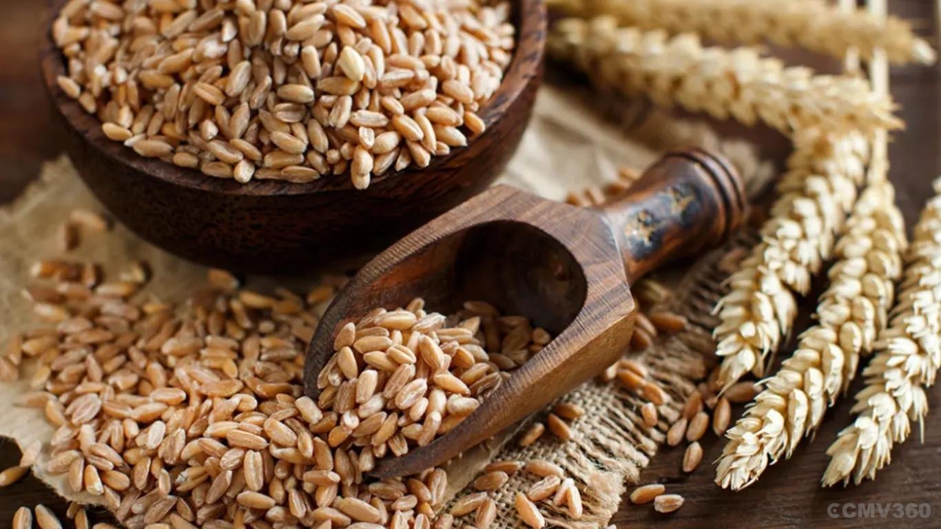 Wheat Wheat