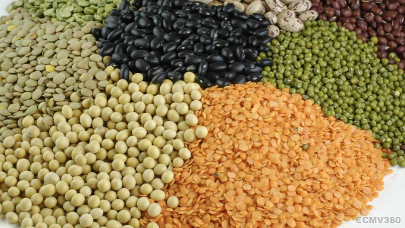 Madhya Pradesh to Set Up 55 New Dal Processing Units with Subsidy Support Dal and pulses.png