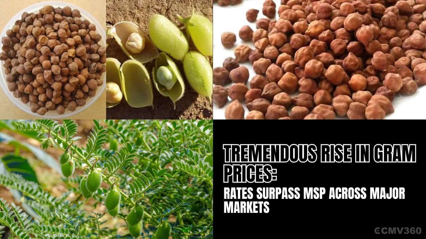 கிராம் விலையில் மிகப்பெரிய உயர்வு: முக்கிய சந்தைகளில் விகிதங்கள் MSP ஐ விட அதிகமாக உள்ளன Tremendous Rise in Gram Prices Rates Surpass MSP Across Major Markets.webp