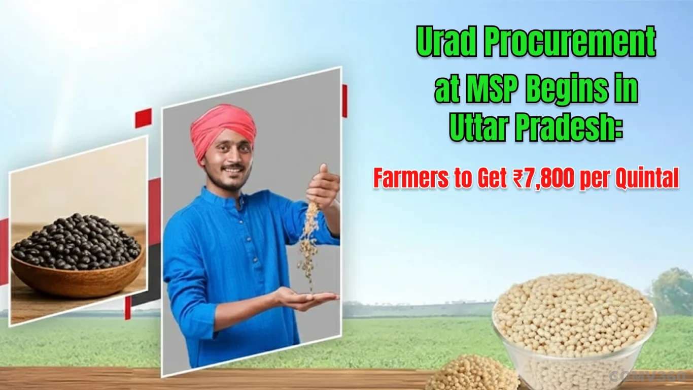 Urad Procurement at MSP Begins in Uttar Pradesh: Farmers to Get ₹7,800 per Quintal Urad Procurement at MSP Begins in Uttar Pradesh: Farmers to Get ₹7,800 per Quintal